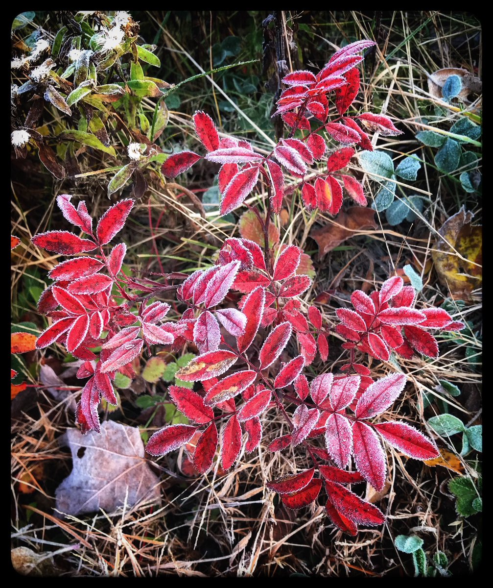 Good morning from the outlines of frost at the side of the road. ✨