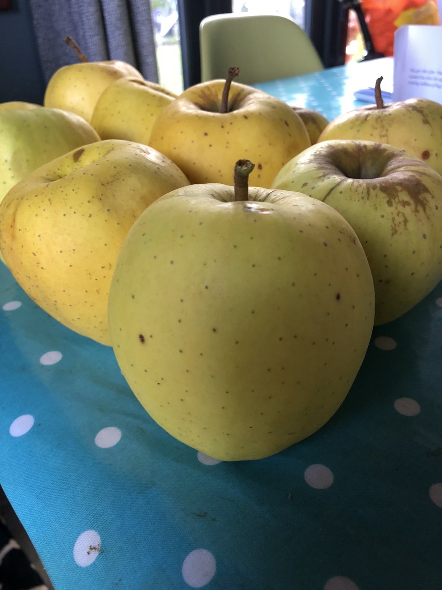 ghmd's tweet image. Thrilled and furious in equal measure! My pony will love these apples left behind after the harvest, but blooming supermarkets should be selling them cheap for people on low incomes! #foodwaste #makesmemad @KingChar1es3