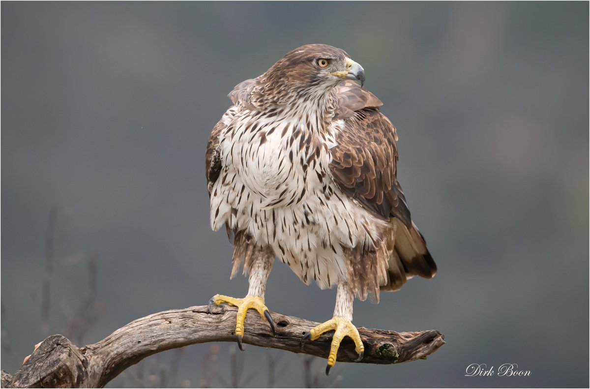 DirkBoon47's tweet photo. #foto van Havikarend ( Aquilla fasciata ) en  gemaakt vanuit een vogelhut in #Extremadura https://t.co/OWqyMJ6qSy