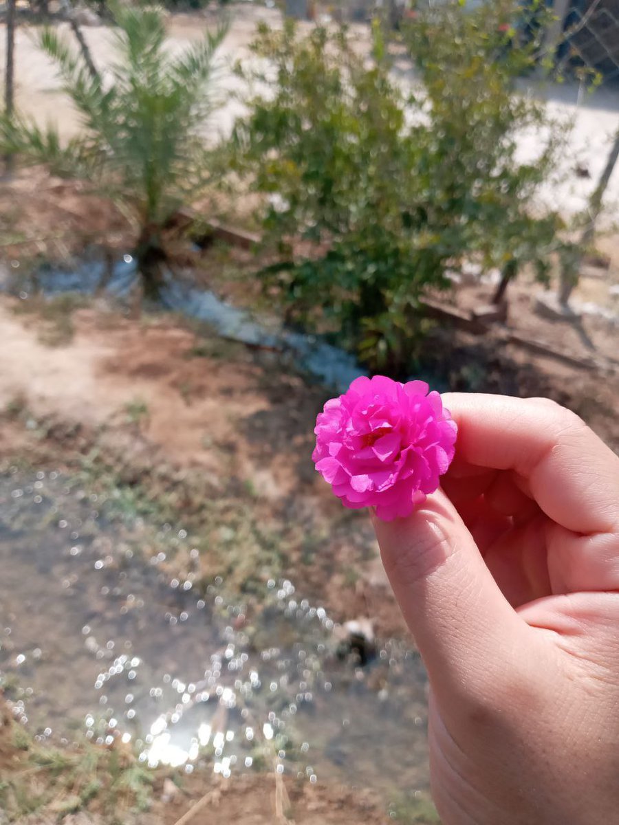 الأَمــــــرُ لله، والأقدَارُ نَافِذَة
 ونَحنُ مَا بينَ إِقبَالٍ وَإِعرَاضِ
 وحدهُ الله إن ذهبتَ إليه 
تأمن وتطمئِن قلوبكم