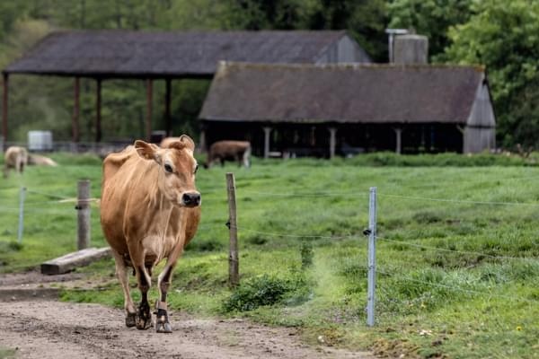 We're seeking a dairy farmer who is passionate about regenerative farming to run Pierrepont Farm in Surrey. The farm comes with a herd of Jersey cows and a modern dairy. More info at
thecrt.co.uk/tenancy  #NFFN #farming #dairy #farmtenancy #surrey