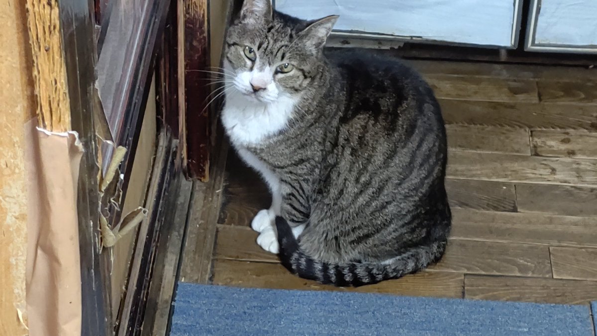 実家の猫🐱が亡くなった…😿
約17年生きたかな?　すごく悲しい…

カネツグ、癒やしをありがとう🥺
安らかに…