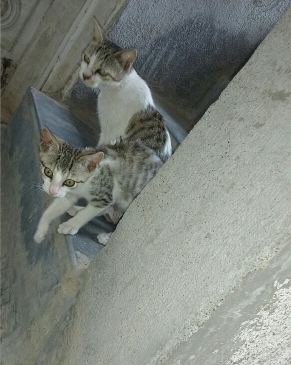 AllSOCIALMEDIA9's tweet photo. Cat Fiss Fiss 

#Cat #मांजर
#CatFissFiss    
 Cat मांजर #कॅट #कॅटमांजर 

#World #India 
#AllSocialMediaWorld #Magazine #WorldMagazine #News #WorldNews
#Twitter https://t.co/UedDo25HSN