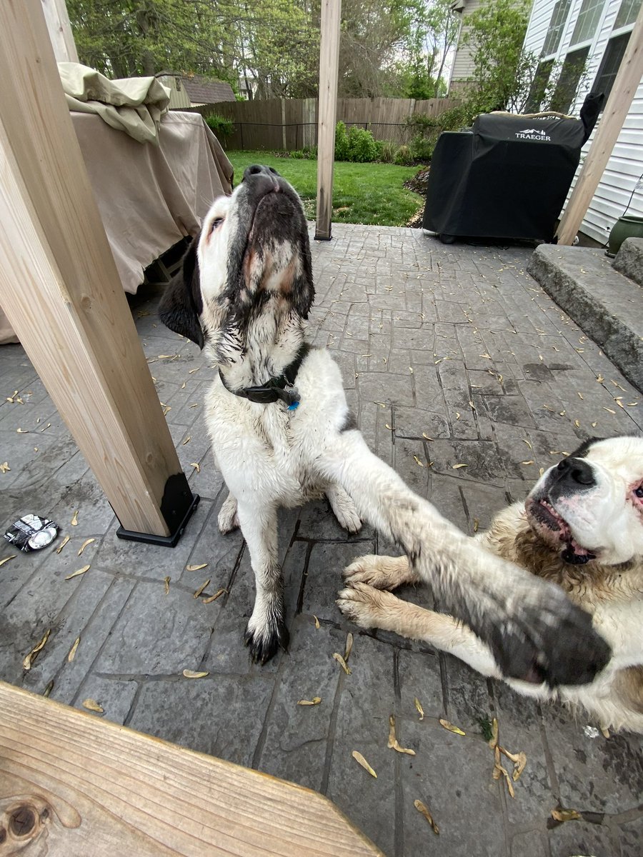 Crobb88's tweet photo. Mortimer is 3 years old today! He has not been an easy dog, but worth every Covid moment. Here are just a small sample of the pictures and videos, rivaling both our children. I will add some more in the replies . #stbernard #spoiled #handsome #smoothcoat #mismark https://t.co/8nXAlcprt0
