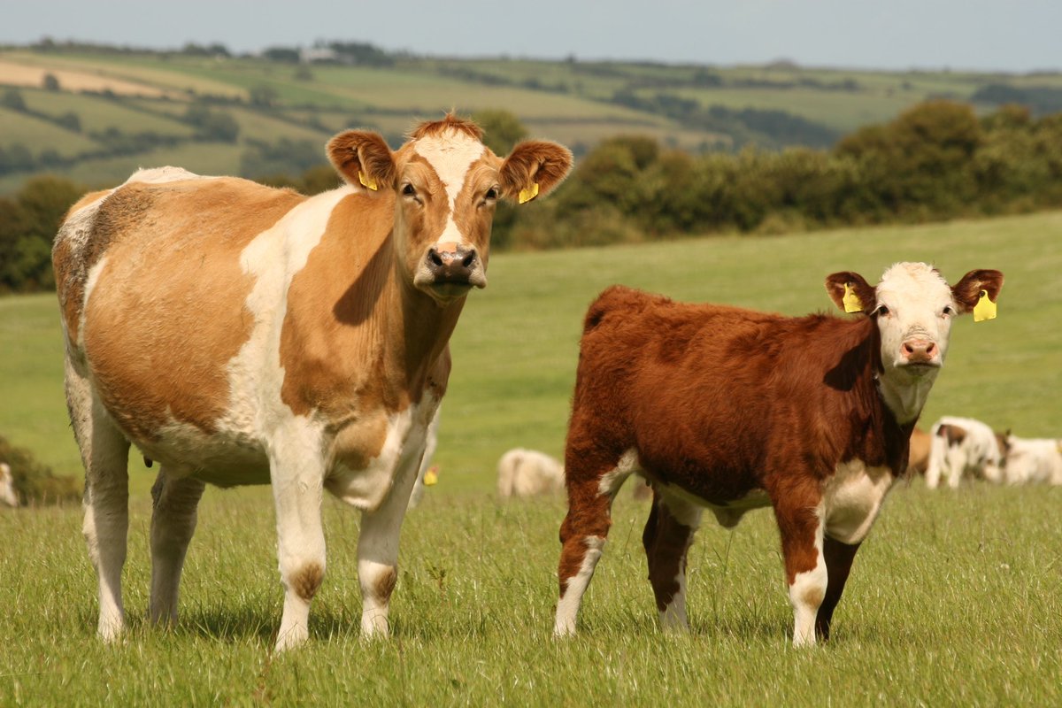 Minister <a href="/McConalogue/">Charlie McConalogue</a> confirms major milestone reached in registration of Protected Geographical Indicator for Irish Grass Fed Beef.

🔗gov.ie/en/press-relea…