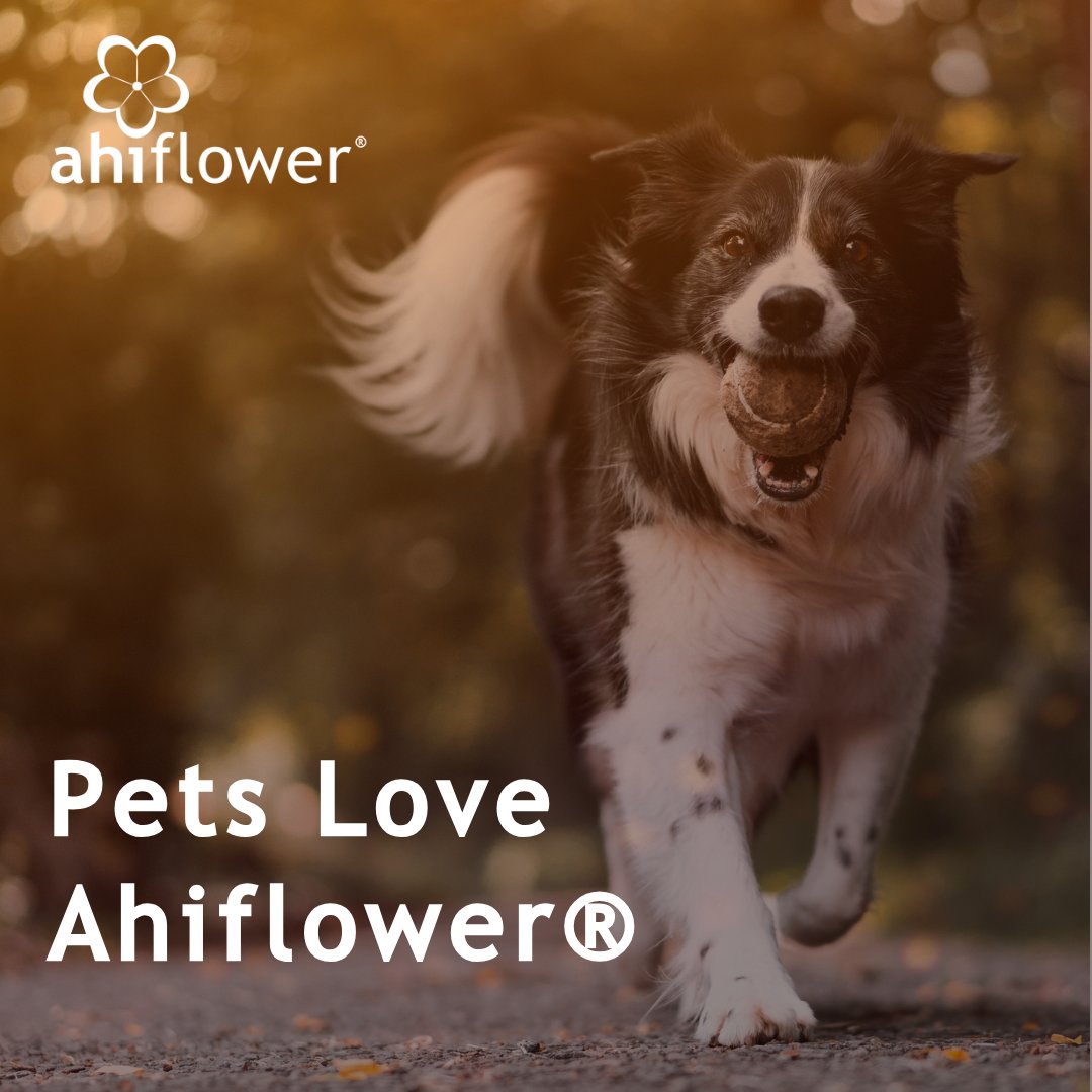 ahiflower's tweet image. Ahiflower® oil delivers bioavailable ALA+SDA omega-3, which canines convert to EPA and DHA. Unique from other marine &amp;amp; algal sources, Ahiflower also contains GLA omega-6.

#PetHealth #FishFree #PetWellness #PetSupplements #Ahiflower #PlantBased #PetIngredient