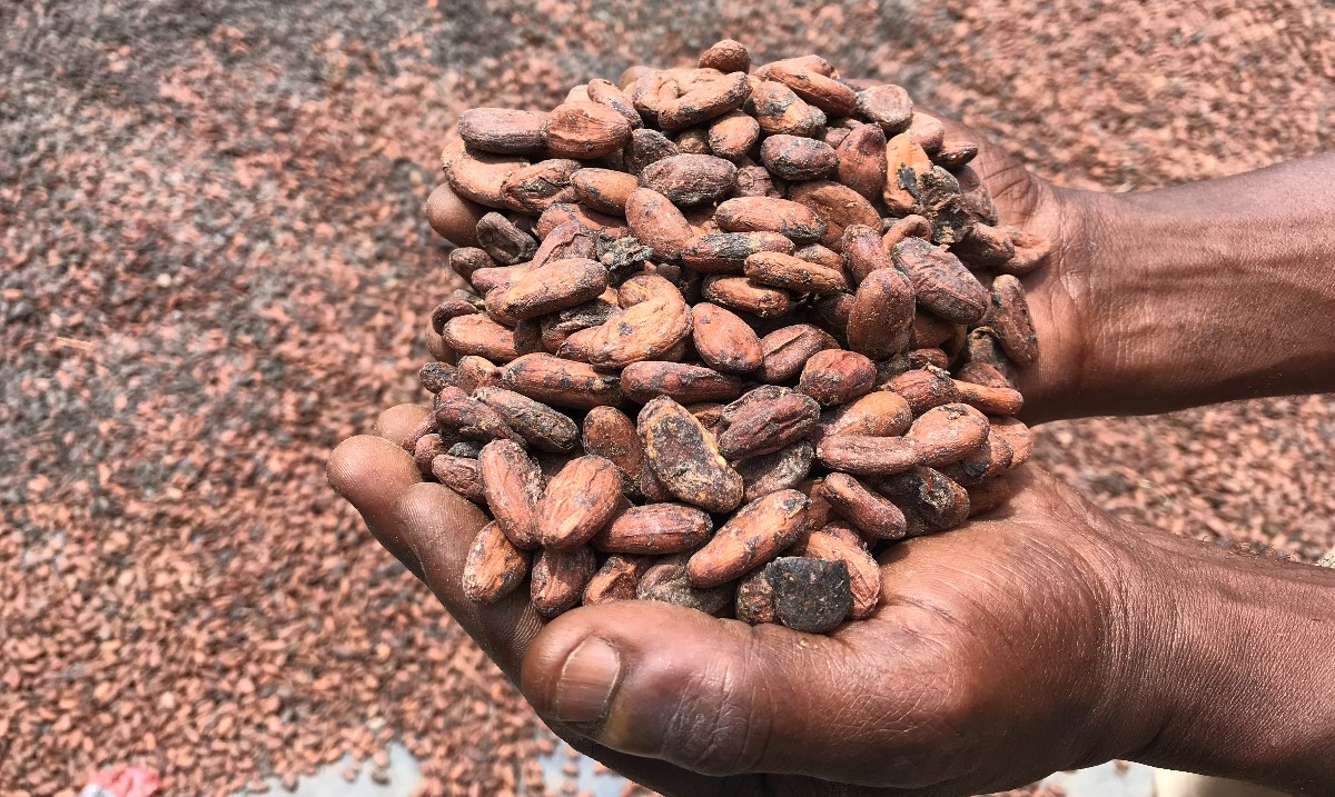 After making record profits during years of low prices, cocoa buyers are now refusing to pay farmers higher market prices for #cocoa. See a statement released by Mighty Earth and our allies from @VoiceCocoa network on this blatant hypocrisy. Learn more voicenetwork.cc/news/