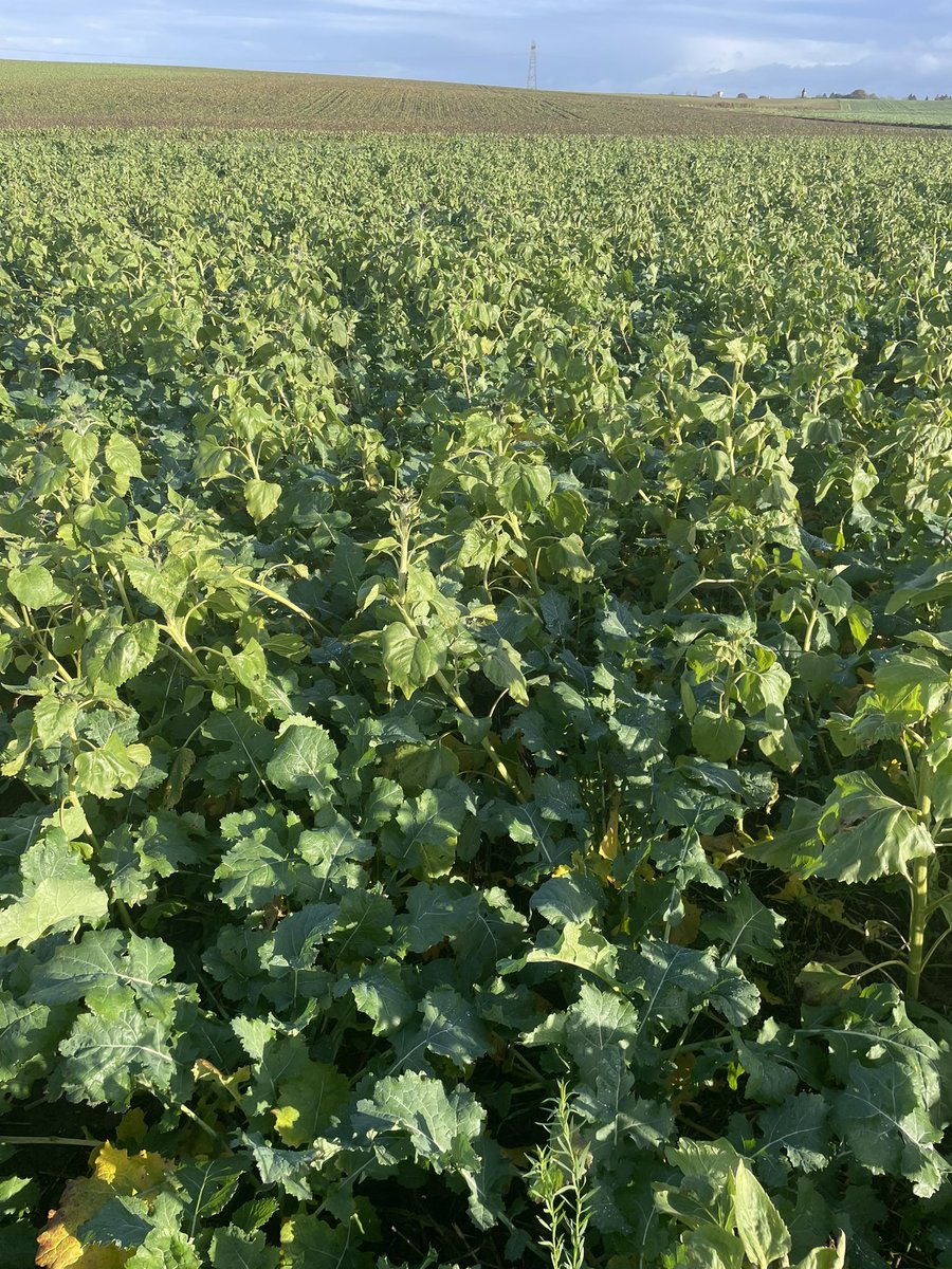 Ah, l’acs ! Parfois y’a des échecs mais ce colza, le fait de pouvoir s’y promener en chaussures sans terre qui colle, je voulais partager!