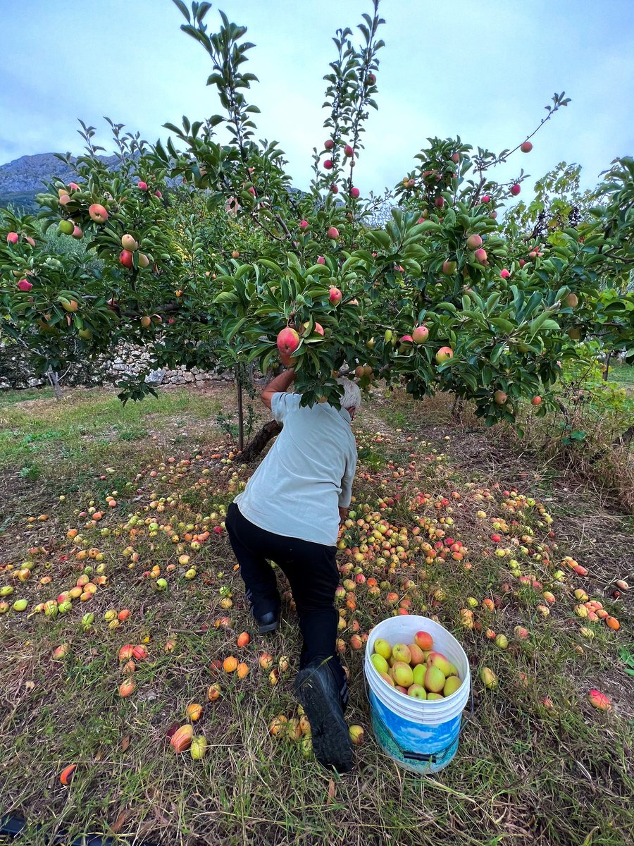 #PeaceCorps Montenegro Trainee Harper recently experienced a local tradition with her host dad: apple picking. They collected buckets of apples from their orchard that they'll use to make pita od jabuka, a local apple pastry. 🍎🍏 

#BuildingBonds