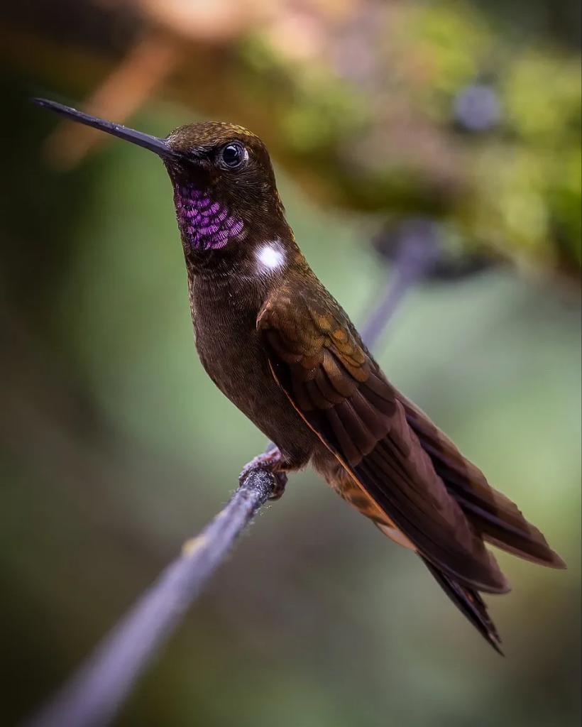 Un casi endémico para este #miercolesdeemplumados . Este bello colibrí se encuentra a lo largo de la pendiente Pacífica de los Andes entre los 700 y los 1.900 metros. Inca Pardo (Coeligena wilsoni). #BirdsOfTwitter #BirdsSeenIn2023 #AvesdeColombia