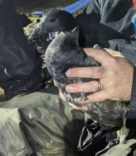 The weather finally allowed us to get out for a session on Saturday evening. Seven of us took a catch of 24 birds including the 4th ever Brent Goose ringed by us (the first since 2004). We also retrapped a Dunlin ringed by us in 2012 and another had a Finnish ring on.
#waders