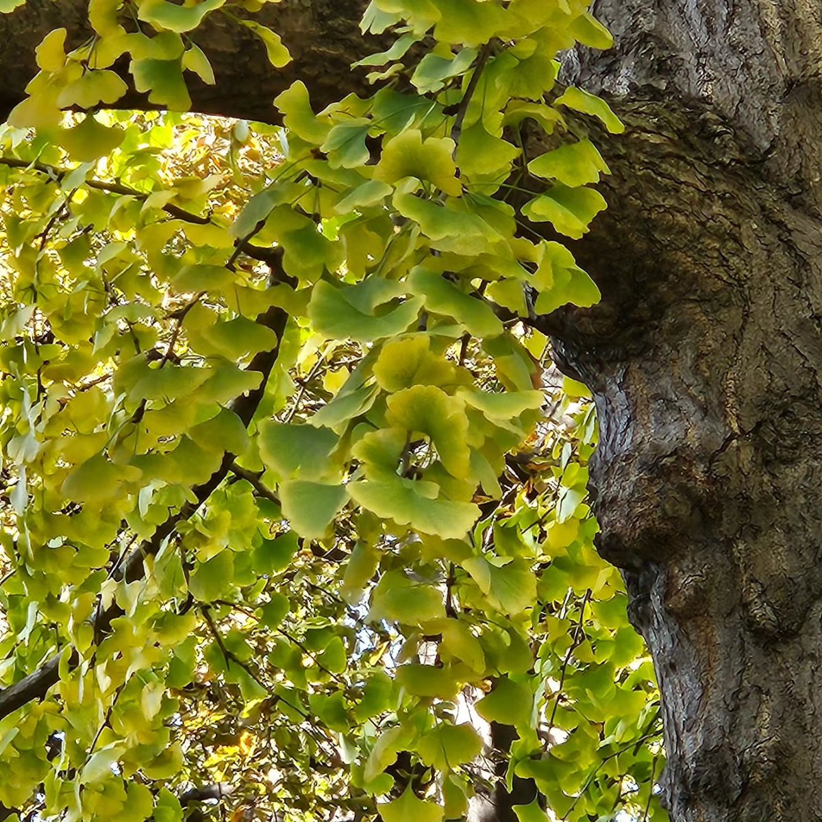 pollyt22's tweet photo. Lovely day for wandering through various London parks/squares in my vicinity
#RussellSquare #BrunswickSquare
#CartwrightGardens
#TavistockSquare
#GinkgoBilboaTree https://t.co/cpIor3FgXw