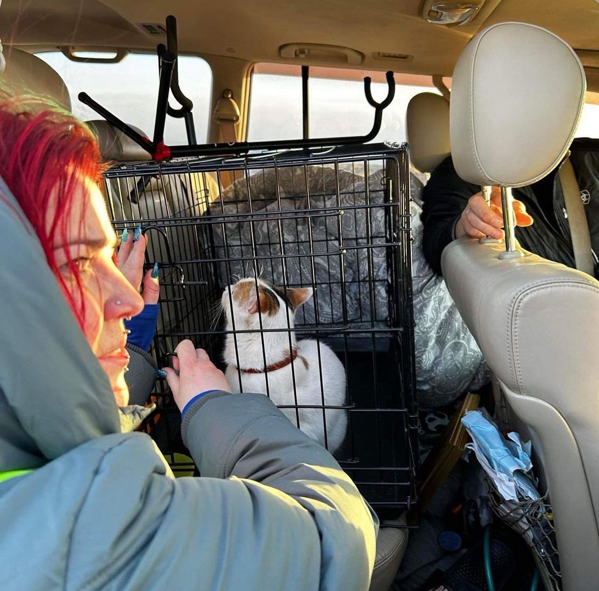 JShadab1's tweet photo. Round of Applause for the volunteering team from Hundasveit Dýrfinnu that went yesterday and helped evacuate animals that had been left behind in the evacuation #Grindavik #Iceland 
#Reykjanes #Icelandearthquake #icelandvolcano #earthquake  #GrindavikTown #VOLCANOERUPTION https://t.co/N8Z0YEZCVp