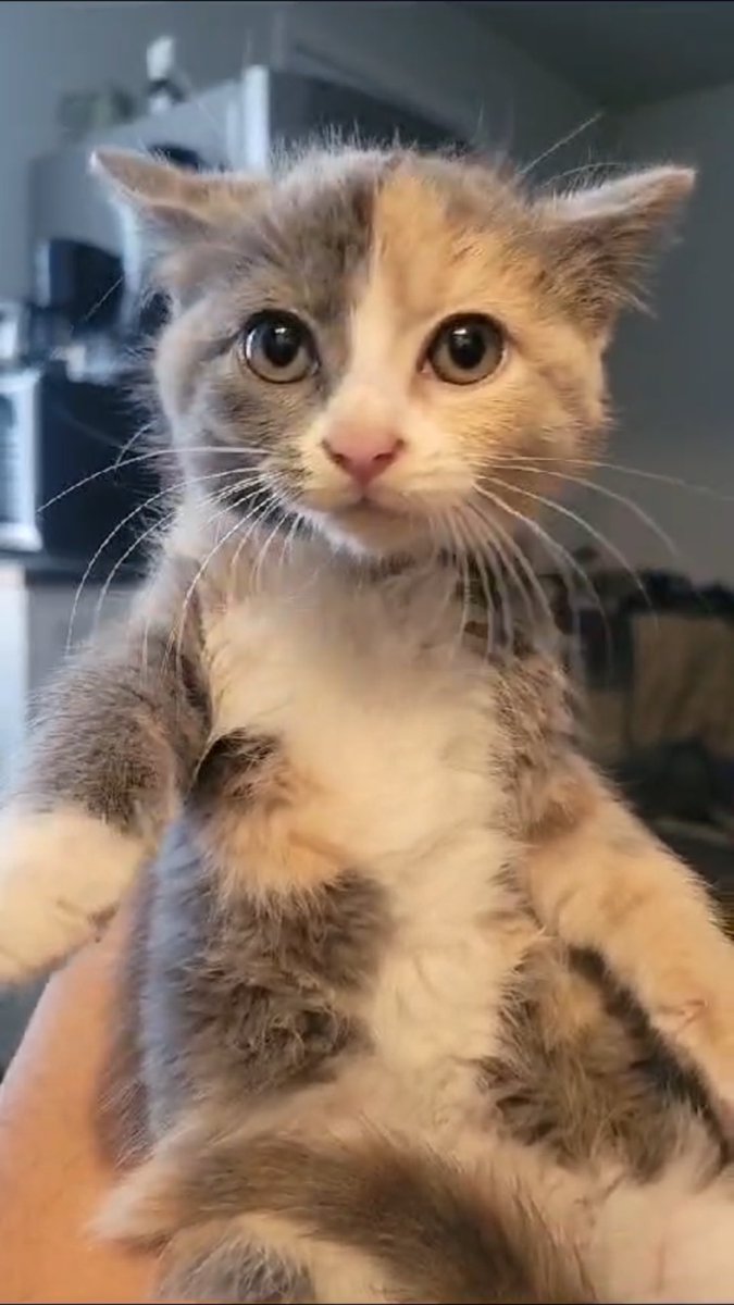 manuelaar97's tweet photo. Mi hermano rescató una gata y le puso “Grasita” por qué la encontró mugrosa https://t.co/RyaiuZLtFC
