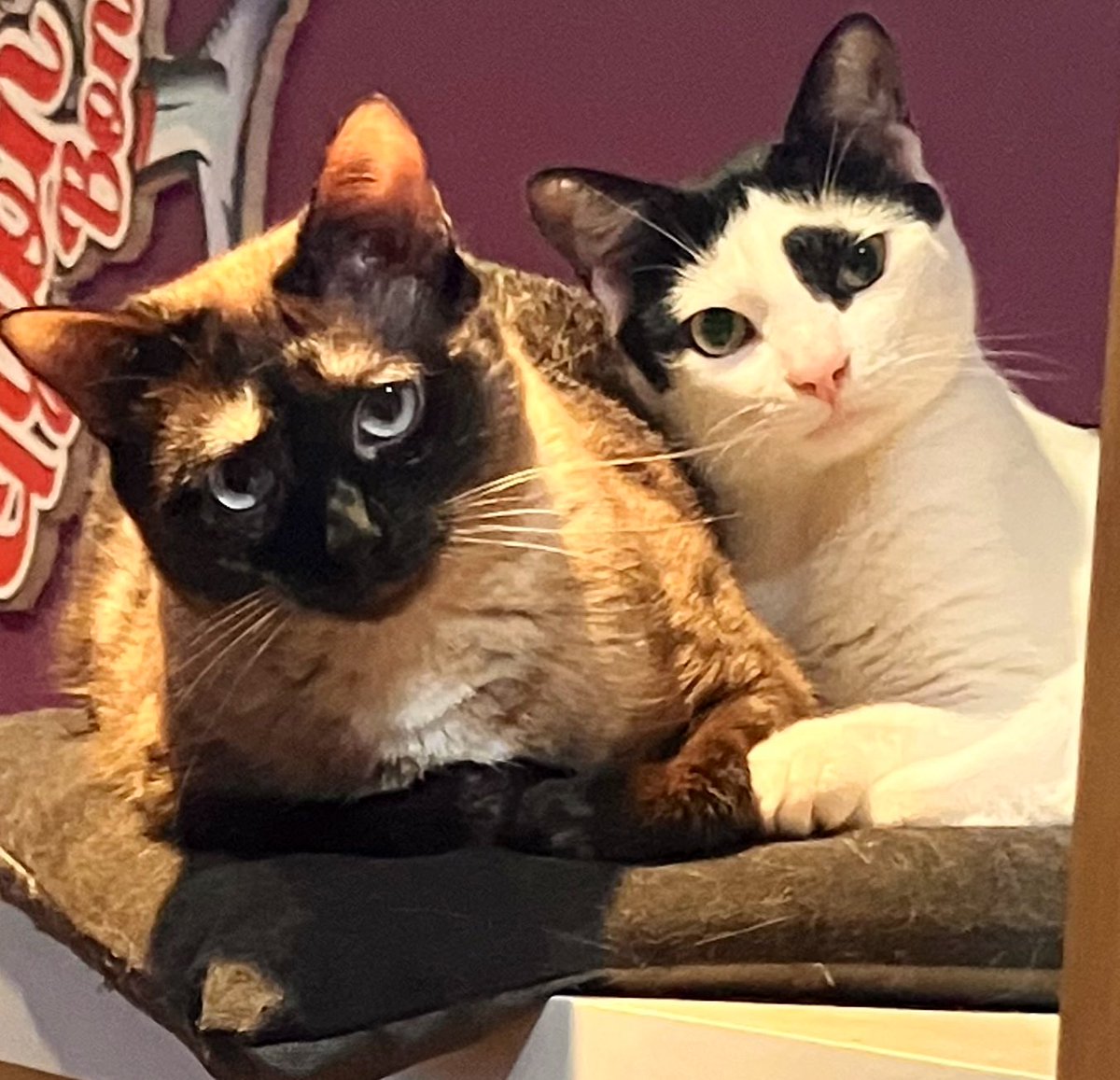 juntsperCATS's tweet photo. Estamos muy contentas que gracias a nuestro apoyo @sanchezcastejon sea investido como Presidente. Ahora toca llenar la @desdelamoncloa de gatetes 😻🙀😿
 Fdo. Pepina 🥒 Manín 🌶️ #juntsperCATS https://t.co/bvEHYhu0Bk