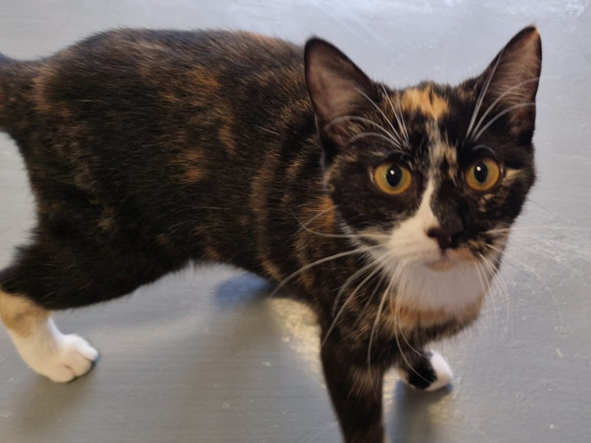 Flash, Izzy, Mary Kate &amp; Ashley are difficult to home as they are 'Teenagers'
They've come from different backgrounds &amp; have unique &amp; amazing personalities.
Their reality is that it could be many more months before they get their chances at forever homes.
gspca.ie/adoption-appli…