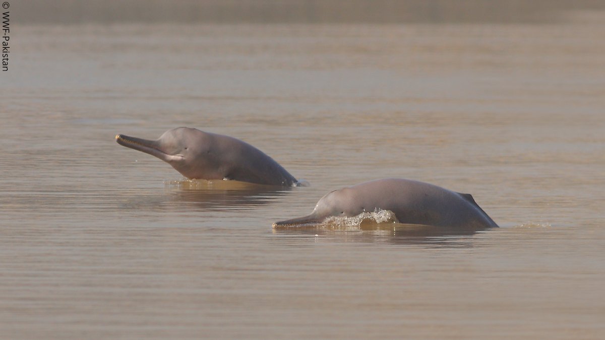 WWF UK (@wwf_uk) on Twitter photo Saving the worlds rarest freshwater dolphin. 🐬🙌
Last night's #PlanetEarthIII episode featured the tireless work by Uzma Khan and <a href="/WWFPak/">WWF-Pakistan</a> to protect the endangered #IndusRiverDolphin. 👇
bbc.co.uk/programmes/art… Saving the worlds rarest freshwater dolphin. 🐬🙌
Last night's #PlanetEarthIII episode featured the tireless work by Uzma Khan and <a href="/WWFPak/">WWF-Pakistan</a> to protect the endangered #IndusRiverDolphin. 👇
bbc.co.uk/programmes/art…