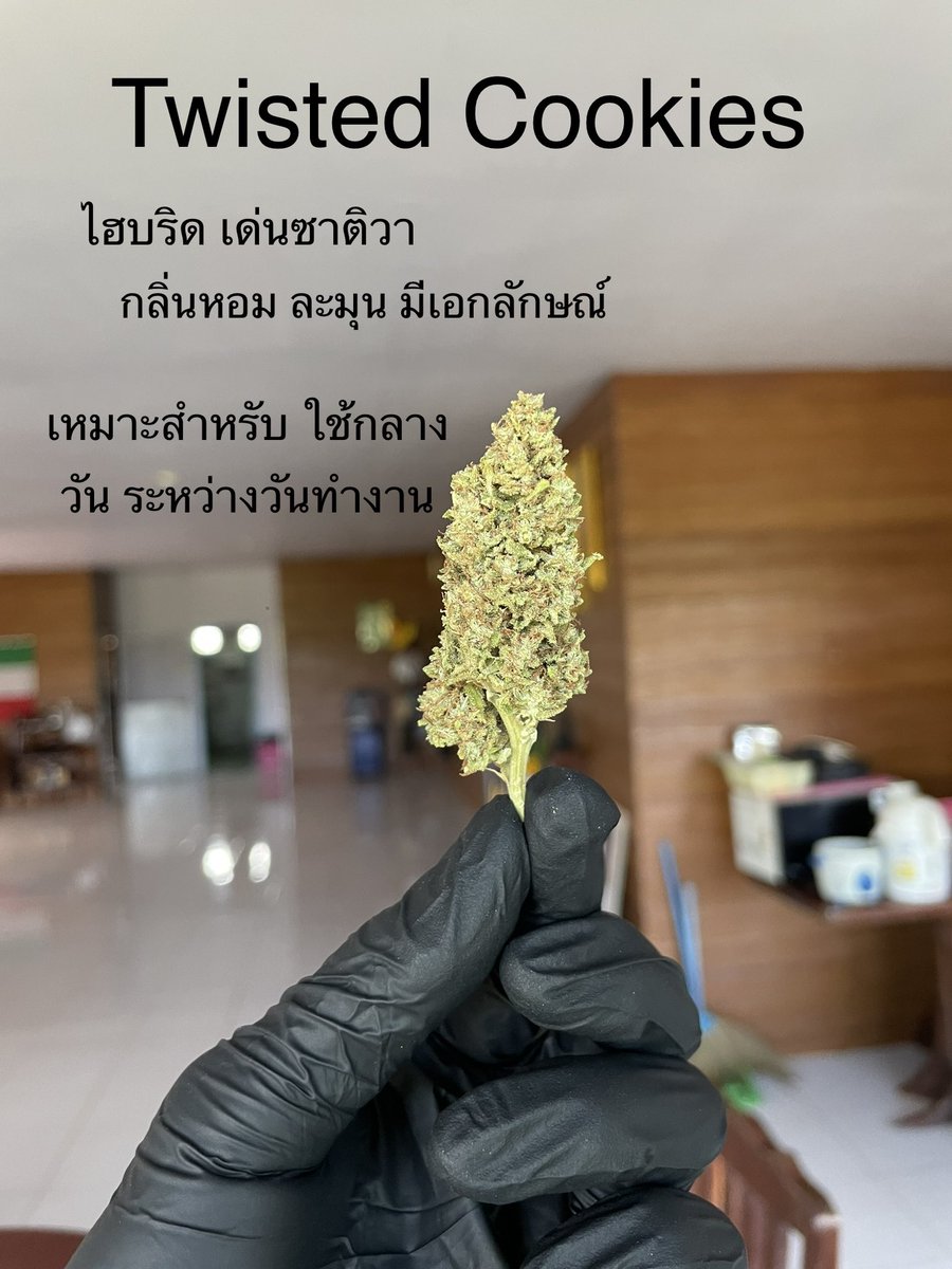 GodZilaz420's tweet photo. Twisted Cookies 🌻

#พัฒนากัญอย่างยั่งยืน #BsCannabis420 #กัญชา #กัญชาปราจีนบุรี #ปราจีนบุรี #บ้านสร้าง #บางกระเบา #ช่อดอกกัญชา #ดอกไม้  #คีฟ #og #organic #weed #kief #KD #syrup #Cannabis #greencrack #midgrade #topshelf #exotic #กัญชาไทย #KDKT #KDBT #Godfather https://t.co/dTC9hp1thK