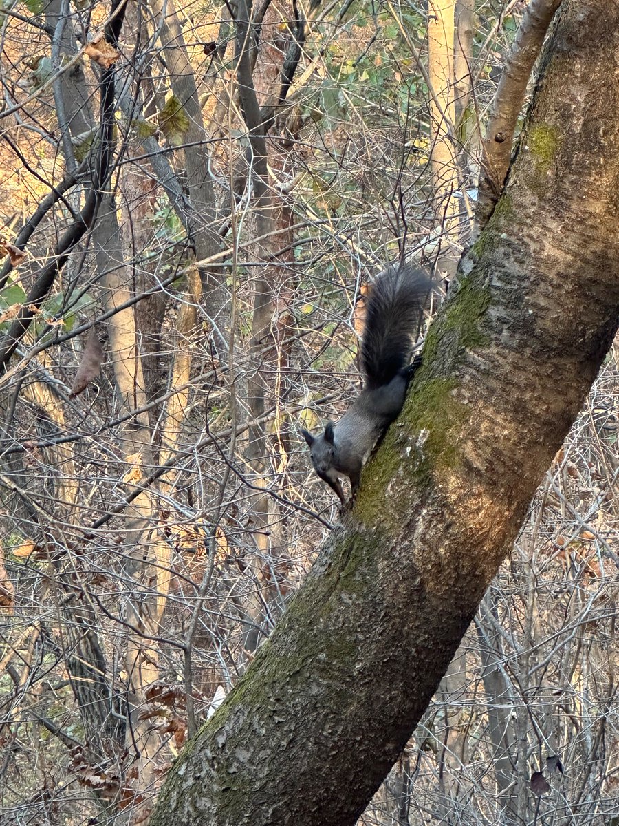 오늘 산책하다 본 설모