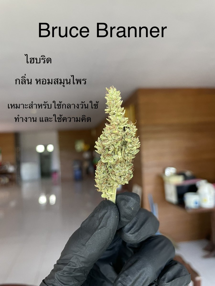 GodZilaz420's tweet photo. Bruce Branner 🧟‍♂️

#พัฒนากัญอย่างยั่งยืน #BsCannabis420 #กัญชา #กัญชาปราจีนบุรี #ปราจีนบุรี #บ้านสร้าง #บางกระเบา #ช่อดอกกัญชา #ดอกไม้  #คีฟ #og #organic #weed #kief #KD #syrup #Cannabis #greencrack #midgrade #topshelf #exotic #กัญชาไทย #KDKT #KDBT #Godfather https://t.co/JizIitiVPI