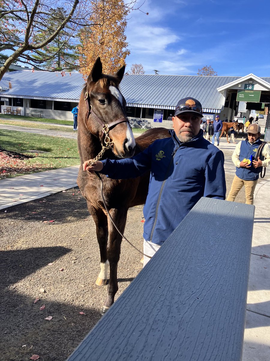 Rocking into our last day ⁦@keenelandsales⁩ with this flashy ⁦Mitole weanling. ⁦@spendthriftfarm⁩