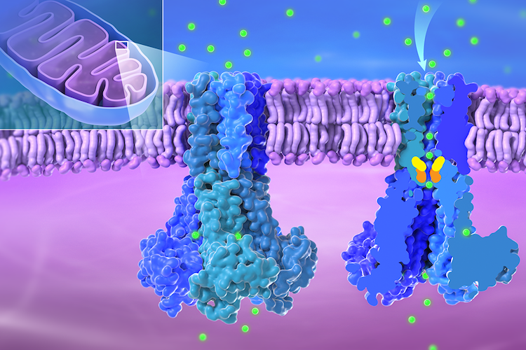 DoreenMatthies's tweet photo. Now out @NatureComms: Our work on human mitochondrial Mg2+ channel MRS2! The structural &amp; functional analyses lead by Louis @louistflai provides insights into the ion translocation mechanism of this channel. #CryoEM
https://t.co/hv8DyFRe6n https://t.co/ILZR2u9EwD