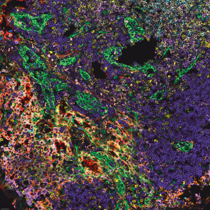 IBEX: a user-friendly and open-source solution for high-plex immunostaining dlvr.it/SymvZQ