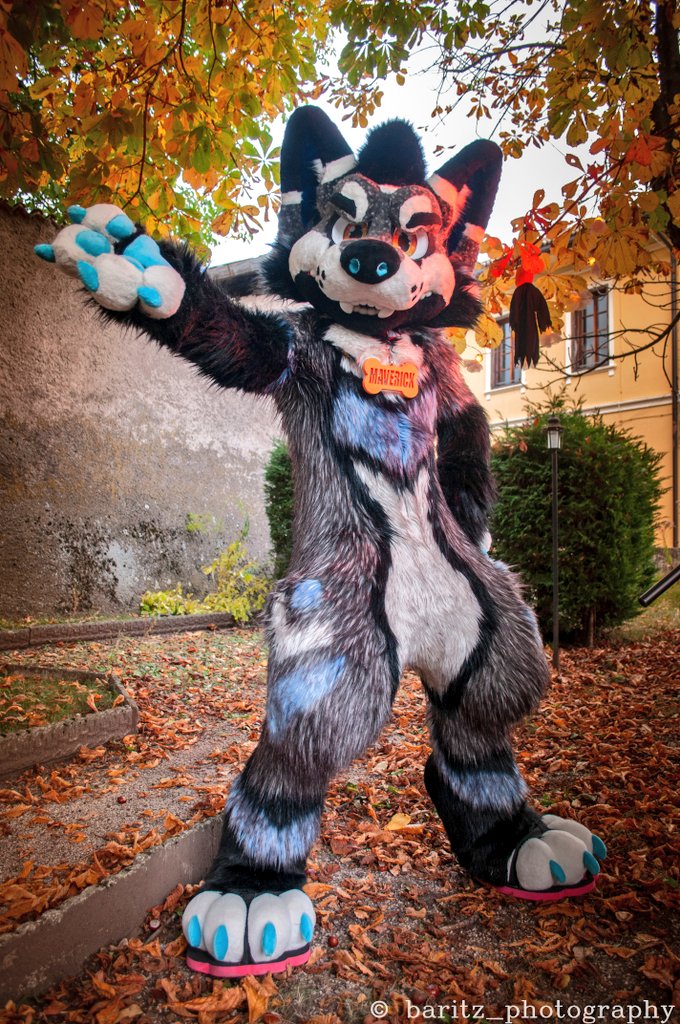 MaverickTheHusk's tweet image. Take my paw, and let's go through this monday struggle together✨
#FursuitEveryday 

📸 By.: @Baritz3