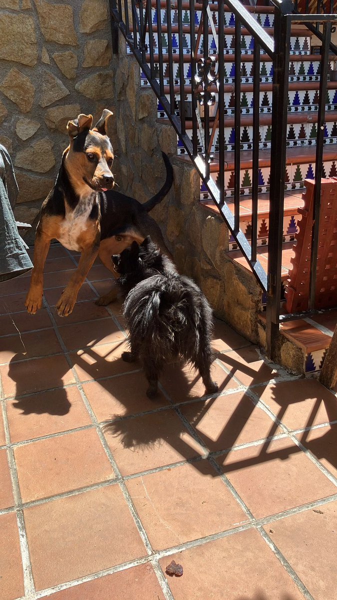 gemafandila's tweet photo. preferiblemente buscamos una casa donde no haya otros animales pequeños y tenga espacio para correr. seria perfecto como perro guardián e incluso cazador. por favor difundid! Jango es muy cariñoso y merece el mundo 🤍 todos merecemos tener otra oportunidad https://t.co/nKhmiAYkCR