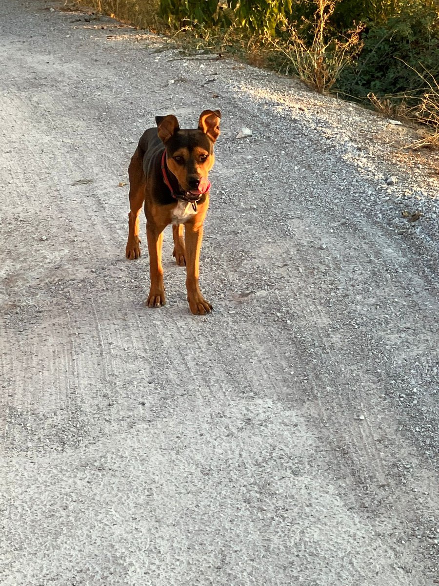gemafandila's tweet photo. AYUDAD A DIFUNDIR POR FAVOR. este es Jango. tiene menos de 1 año y llevaba semanas en la calle cuando lo cogimos. es muy dócil pero asustadizo, no podemos ponerle correa para sacarlo por algún motivo de su pasado. ⬇️ (hilo) https://t.co/ZM9F6CehXT