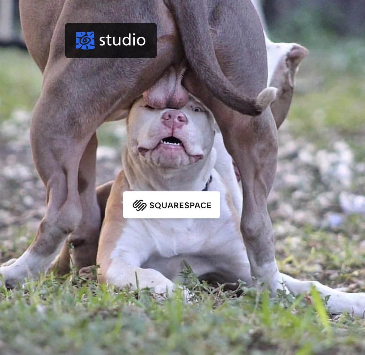 We're #5 on <a href="/ProductHunt/">Product Hunt 😸</a>! Still time to vote!
producthunt.com/posts/studio-0…