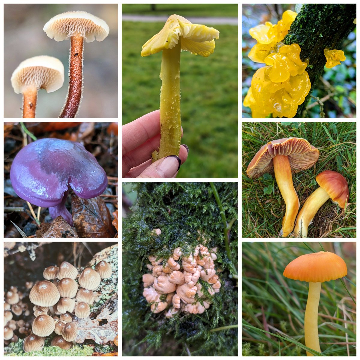 Such a great foray Sunday! Out with fungi friends old and new! The rain didn't stop us! Got to see Ear Pick!! Plus Hazel Gloves in a different place this time. Witches Butter, Blewit (Sordida), Citrine Waxcap, Crimson Waxcap, Honey Waxcap, Clustered Bonnets #fungi #waxcaps