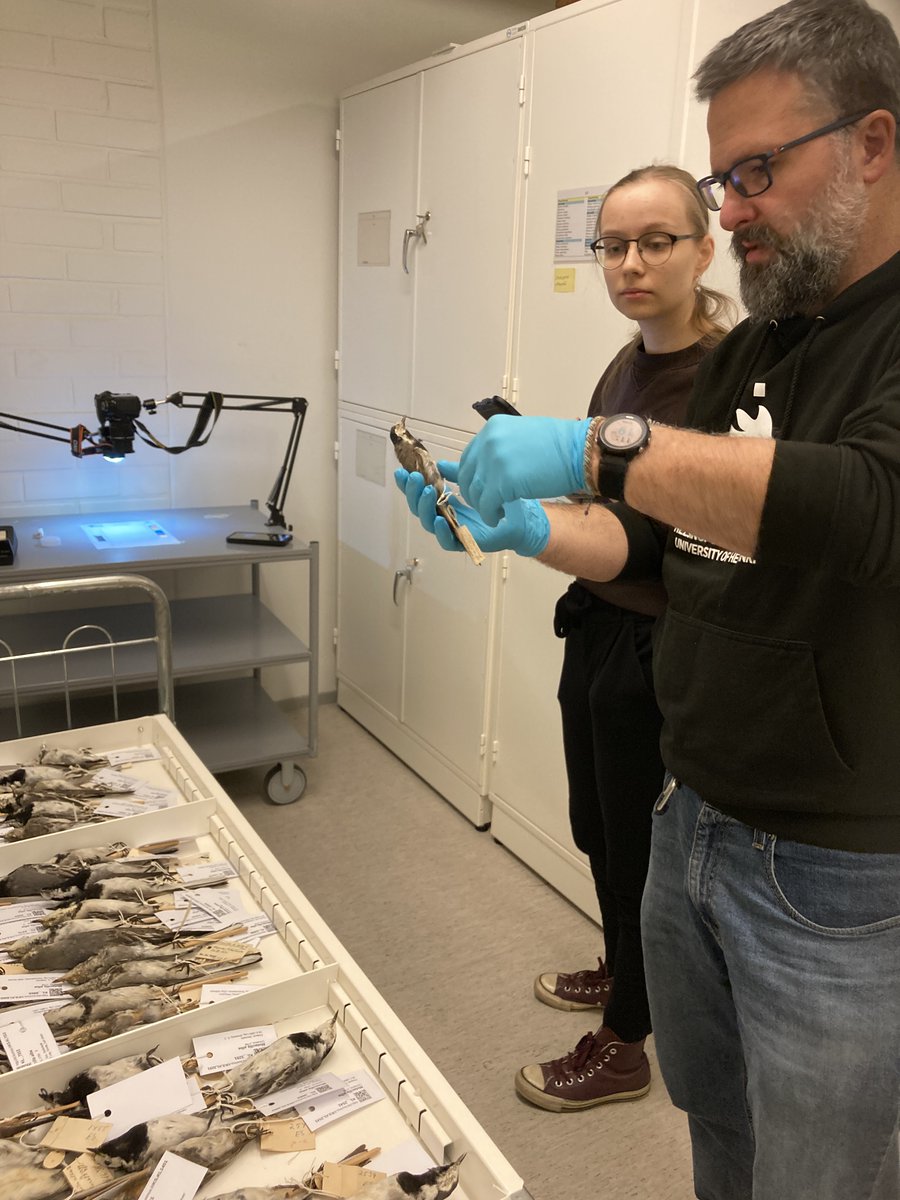 Invested most of today, alongside Minna Ursin, taking pics of västäräkki (White Wagtail - Motacilla alba) dating back to the 1800s! Excited to delve deeper into this dino's fascinating world. Special thanks to @VeronikaNLaine & @luomus for making our museum visits so amazing!