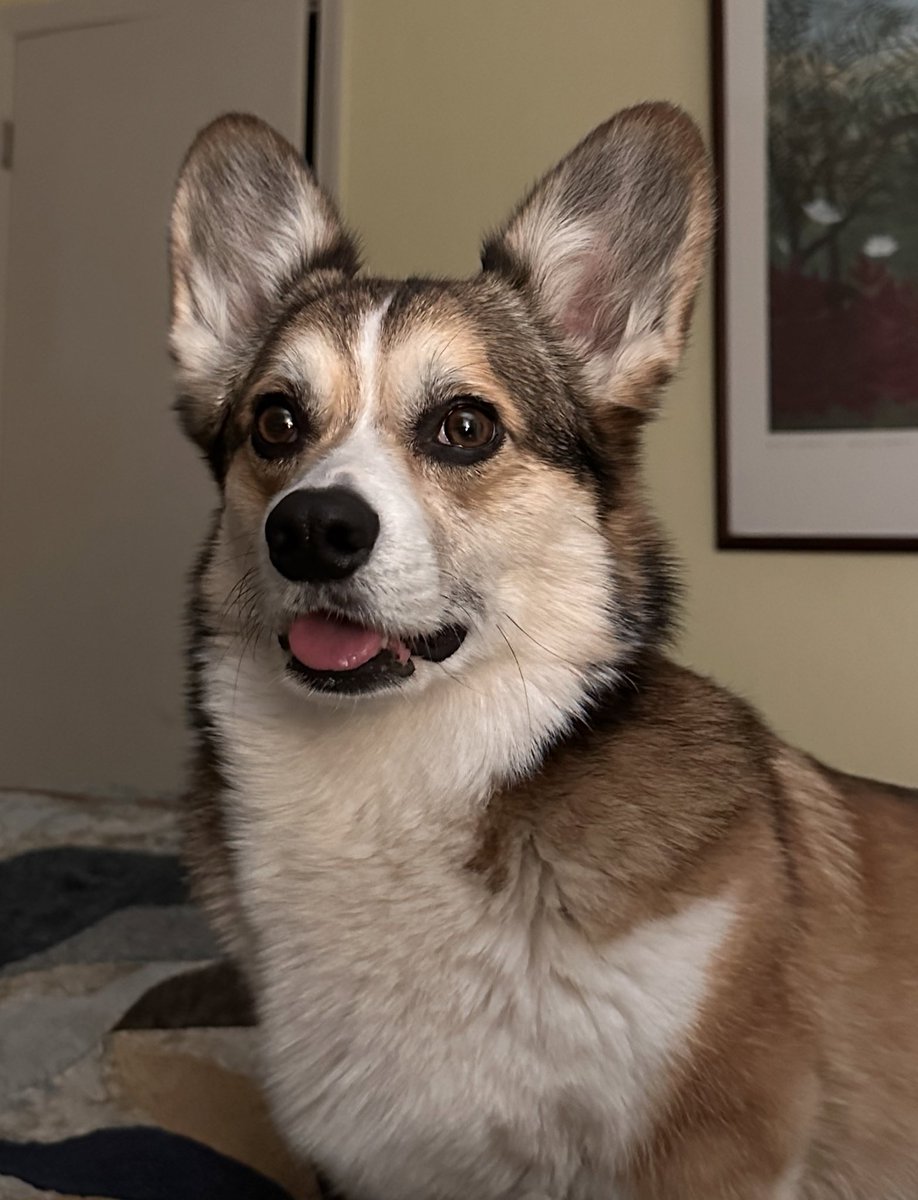 It’s been a tough week, and it’s only Monday. 
Let’s see it we can turn this around. 

#CorgiCrew