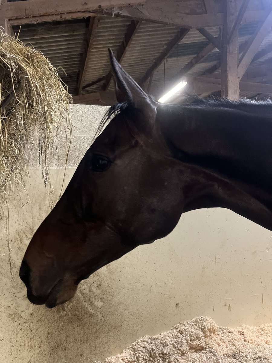 CBloodstock's tweet photo. A day after running a very very brave race in defeat in the Group One Prix La Haye Jousselin, Gran Diose is fit and well and happy. My heart breaks for him that after galloping 3.5 miles in very heavy ground that he was beaten just before the line, but it’s also filled with pride https://t.co/FNkaClUied