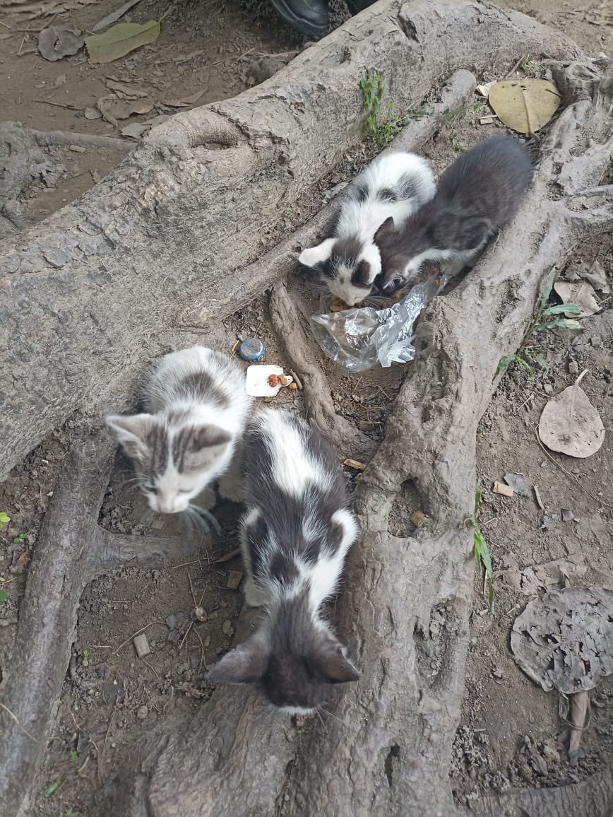 moonnoctem's tweet image. URGENTE!!

Estos 4 gatitos los abandonaron hoy sin su mamá en el Parque La Paz en el Paraíso, donde hay perros y gente que envenena a los animales.

Sin su mamá es probable que mueran, necesitamos urgente un hogar temporal o definitivo para ellos. Ya comen sólido.

Por favor RT🙏🏼