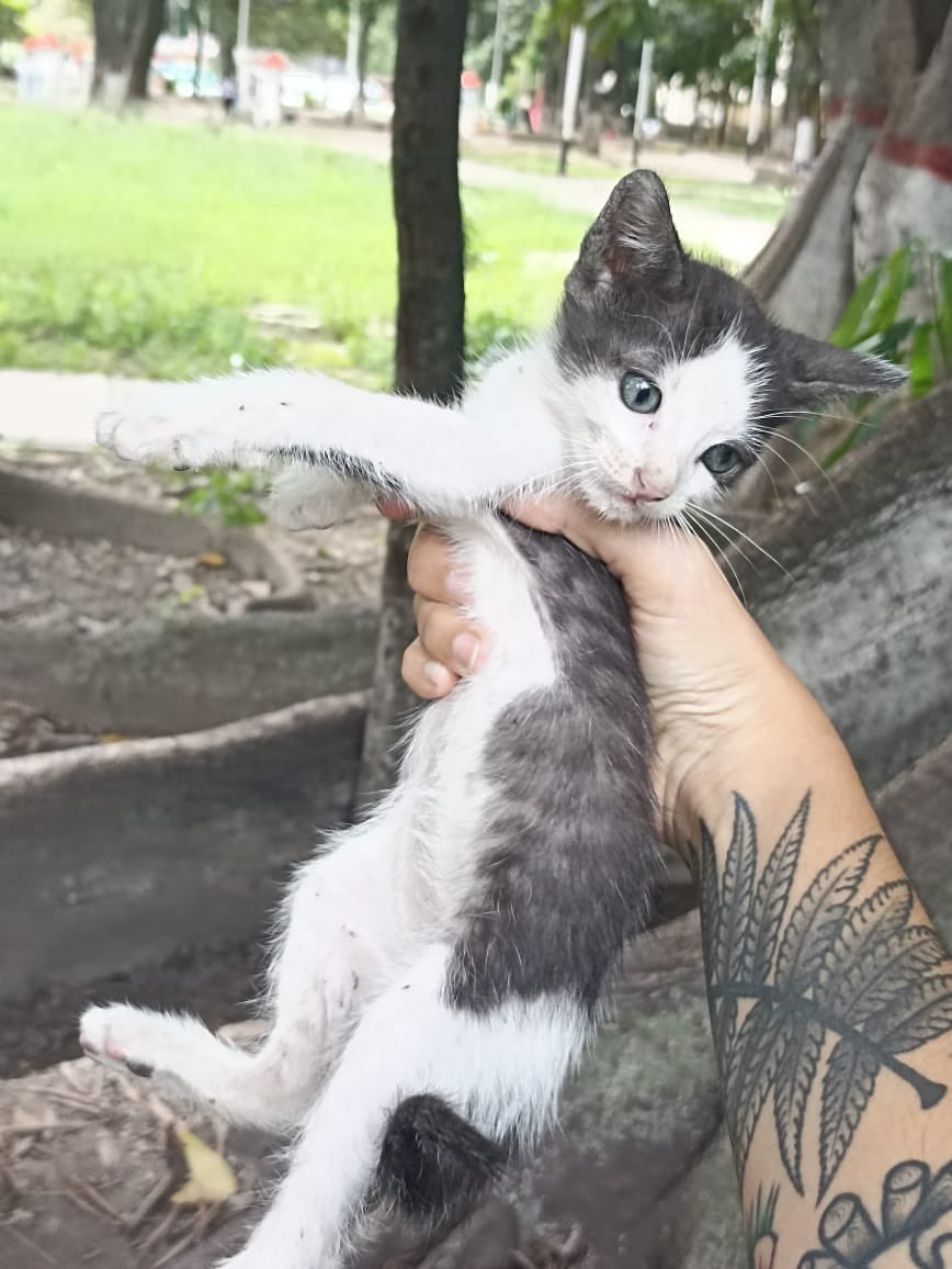 moonnoctem's tweet image. URGENTE!!

Estos 4 gatitos los abandonaron hoy sin su mamá en el Parque La Paz en el Paraíso, donde hay perros y gente que envenena a los animales.

Sin su mamá es probable que mueran, necesitamos urgente un hogar temporal o definitivo para ellos. Ya comen sólido.

Por favor RT🙏🏼