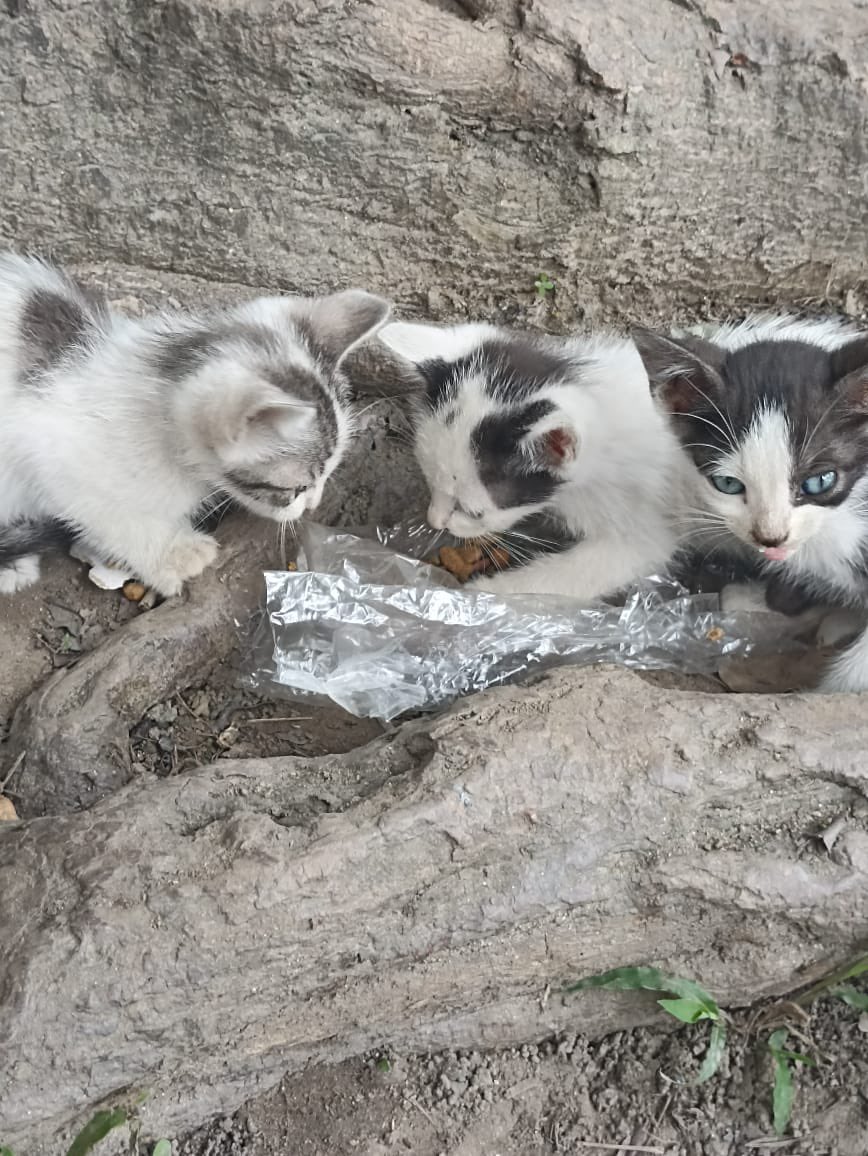 moonnoctem's tweet image. URGENTE!!

Estos 4 gatitos los abandonaron hoy sin su mamá en el Parque La Paz en el Paraíso, donde hay perros y gente que envenena a los animales.

Sin su mamá es probable que mueran, necesitamos urgente un hogar temporal o definitivo para ellos. Ya comen sólido.

Por favor RT🙏🏼