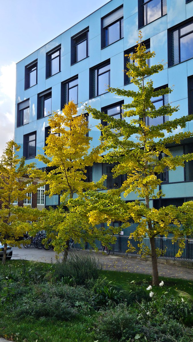 Very much enjoying the autumn colours next to my office @OxUniEarthSci. They nicely conplement the building in the morning light!