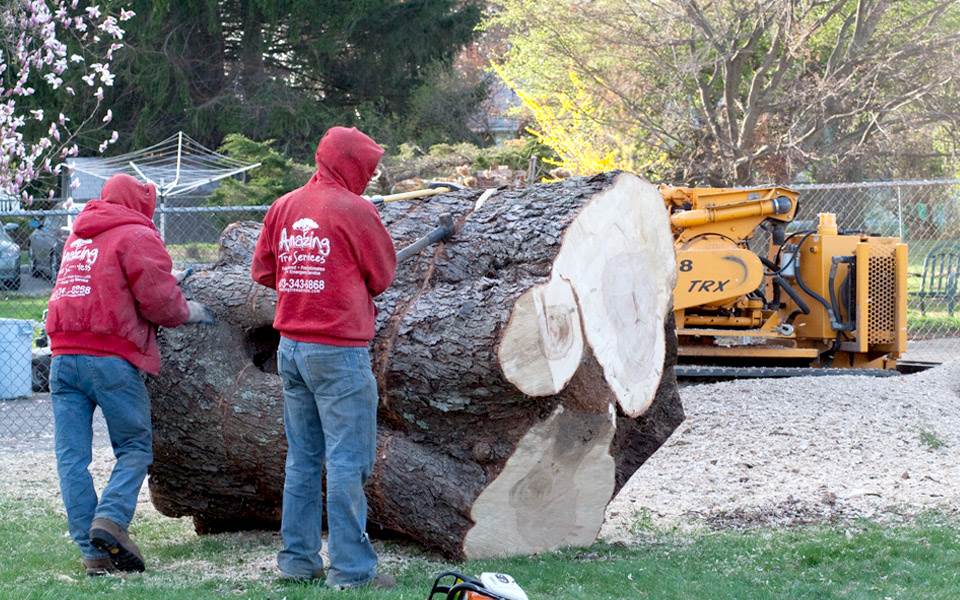 amazingtreesnj's tweet image. Tree Removal Service in NJ
To schedule a free estimate call us at (973)343-6868.

#TreeRemovalService #TreeRemovalServiceNJ #TreeRemoval #TreeRemovalExperts
atreeservicenj.com
