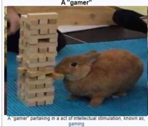 Bunnies (@rabbiteveryhour) on Twitter photo 