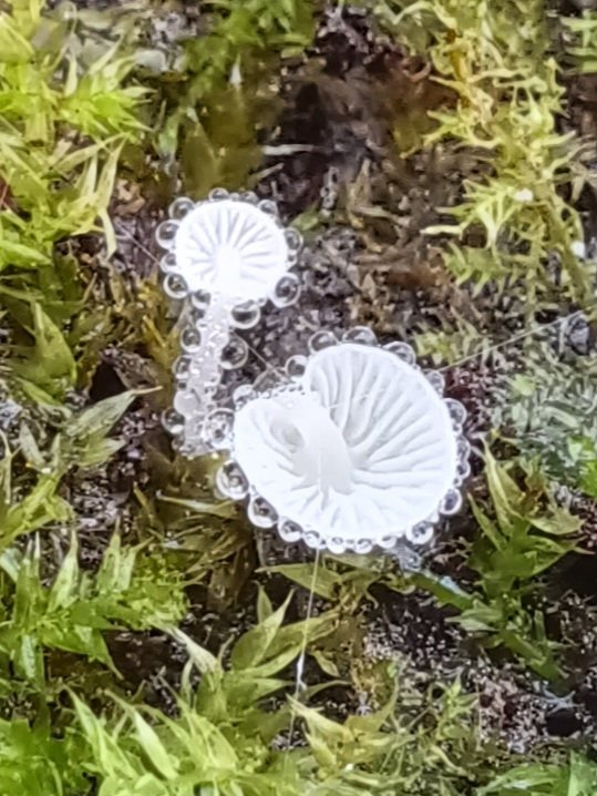#MushroomMonday The tiny Dewdrop Bonnet (Hemimycena tortusa) found recently in Preston during a group walk led by @FungalpunkOMD.