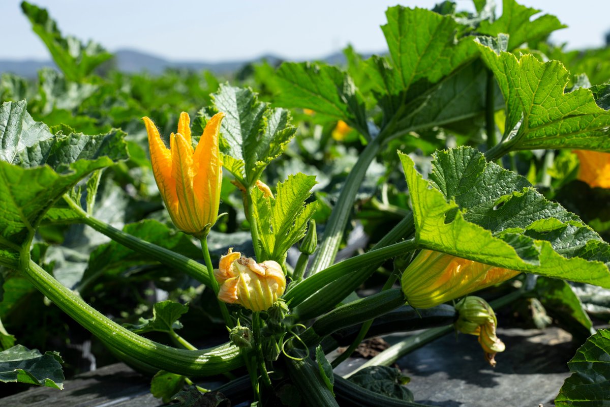VIRTIGATION - save tomatoes & cucurbits from virus (@virtigation) on Twitter photo Managing the #BemisiaTabaci #whitefly #PlantPest remains a key challenge in #Zucchini production. A new study by 🇺🇸 researchers in <a href="/Insects_MDPI/">Insects MDPI</a> found that using insect exclusion row cover & reflective silver plastic mulching reduced #whitefly numbers: mdpi.com/2075-4450/14/1… Managing the #BemisiaTabaci #whitefly #PlantPest remains a key challenge in #Zucchini production. A new study by 🇺🇸 researchers in <a href="/Insects_MDPI/">Insects MDPI</a> found that using insect exclusion row cover & reflective silver plastic mulching reduced #whitefly numbers: mdpi.com/2075-4450/14/1…