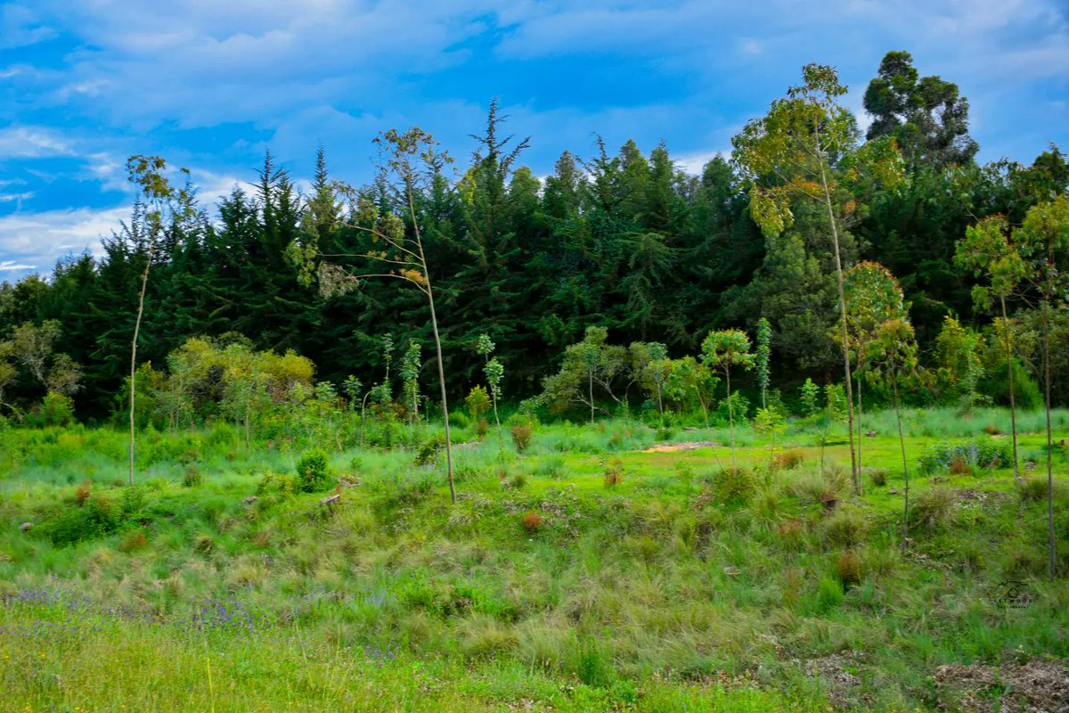 7letrisejames's tweet photo. #nature
#HappyTreePlantingDay Today, communities worldwide joined forces to celebrate environmental stewardship
Let us all be a good stewardship of our environment
@LetwoodPlusPro
@letwoodphotography https://t.co/Hz3iB0L3ou