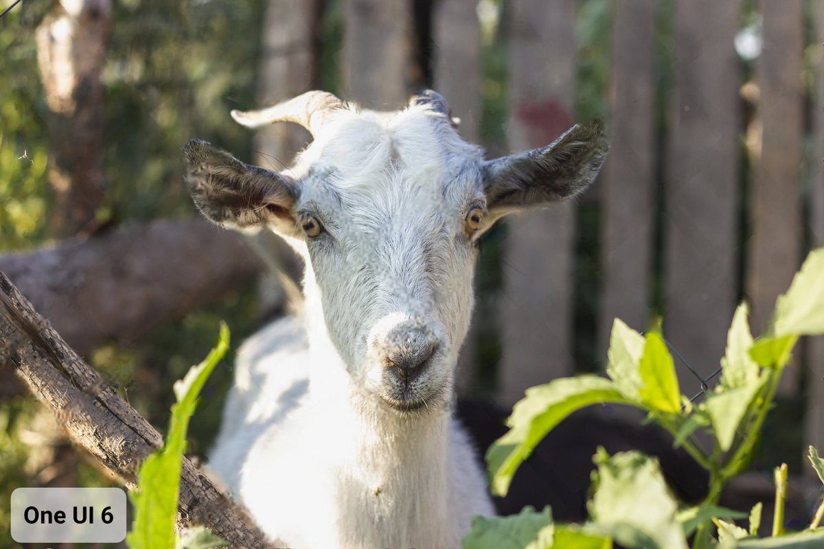 theordysm's tweet image. 🧵 Object eraser in One UI 6🧵

Fence can be selected and removed in a matter of seconds 👏

It&apos;s a tedious task in One Ul 5.1 (even 5.1.1) because you need to manually draw around the fence, but the final image is comparable to One UI 6

#OneUI6 #ObjectEraser

(1/4)