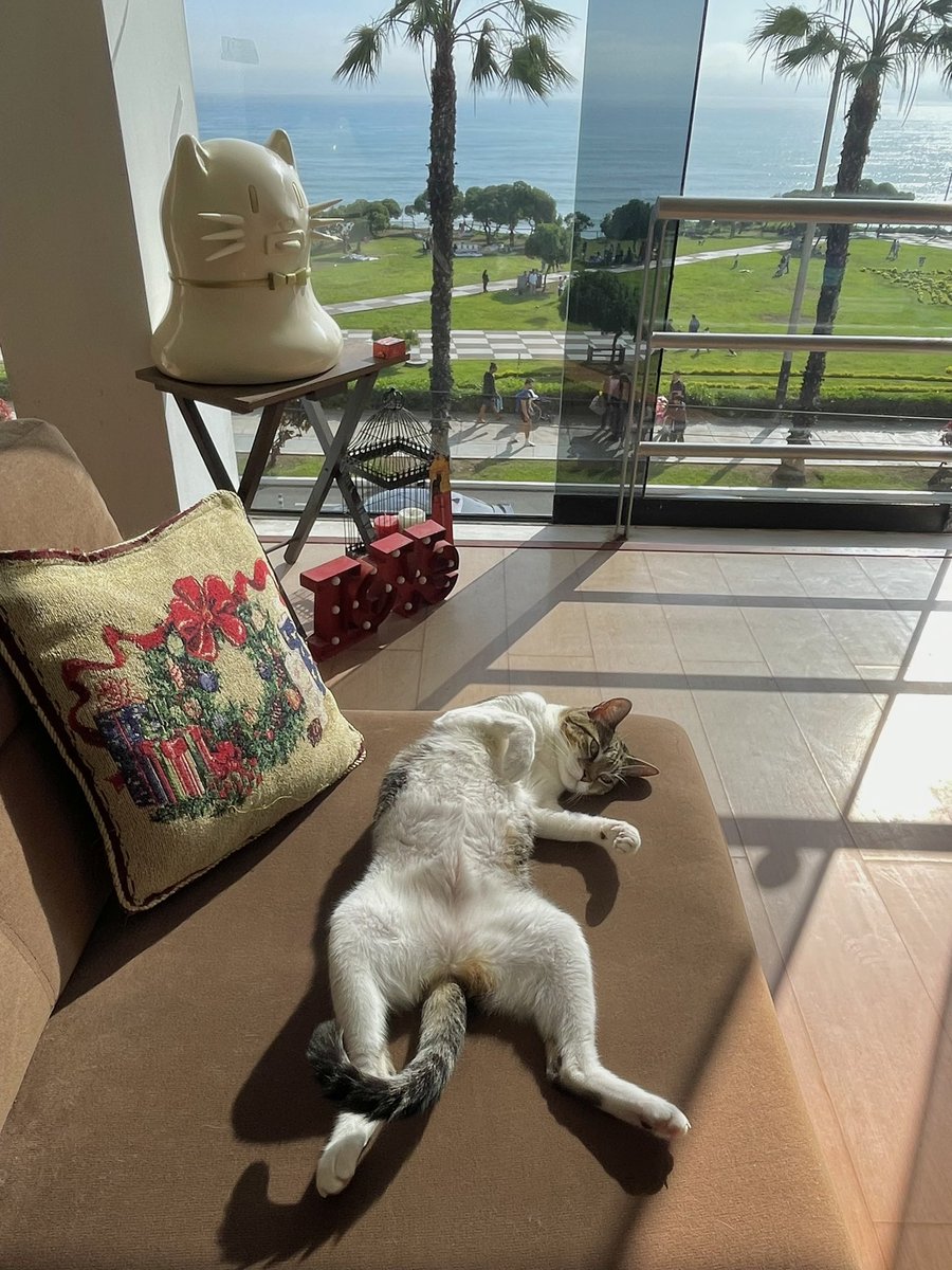 My_Lolita__'s tweet photo. ☀️Dime que hace calor sin decirme que hace calor ☀️ 

Fue como un día de playa 🌴🌴🌴

#NovemberDecember  #TreePlanting  #CatsOfTwitter https://t.co/282lYgNl06