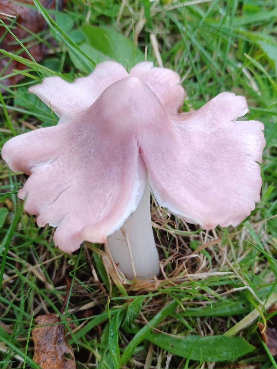 #MushroomMonday Delighted to find Pink Ballerina Waxcaps (Porpolomopsis calyptriformis) in N. Lancs yesterday.
