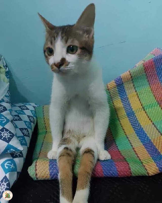kochengfs's tweet photo. MANA KUCINGMU YANG BISA DUDUK ITU? PAMERIN!!!!! 

kcg! https://t.co/34gZjIr5N9