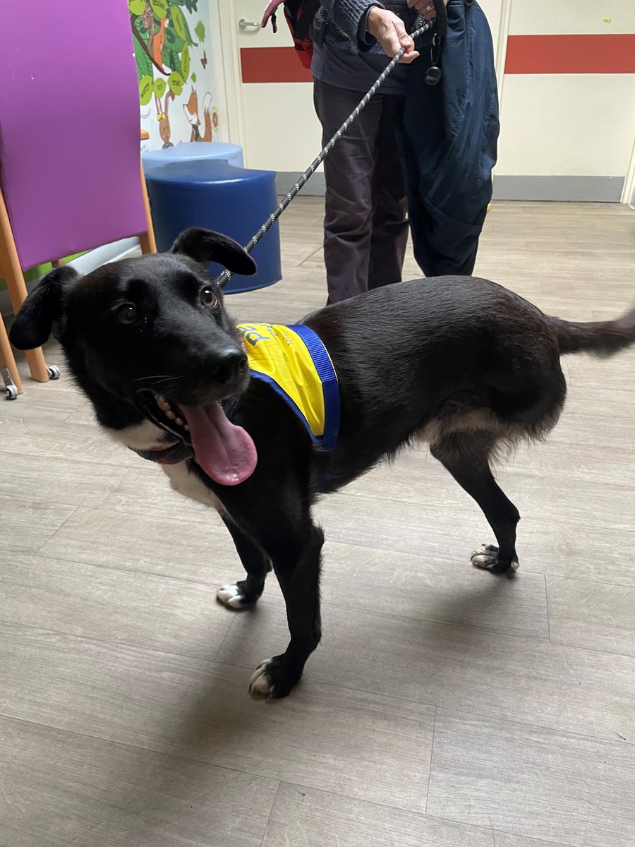 Welcome Mickey - our new pat dog! What a cutie... 🐾