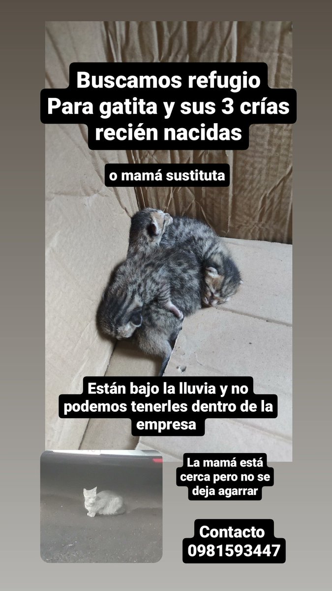 AkaTrapo's tweet photo. Me ayudan con un RT porfa!!!! @Ref_AdriMoreira @Ayudandopeludos @rescatando @SalvandoPatitas @salvandohocicos @Bibilando https://t.co/tun2rFFPzo